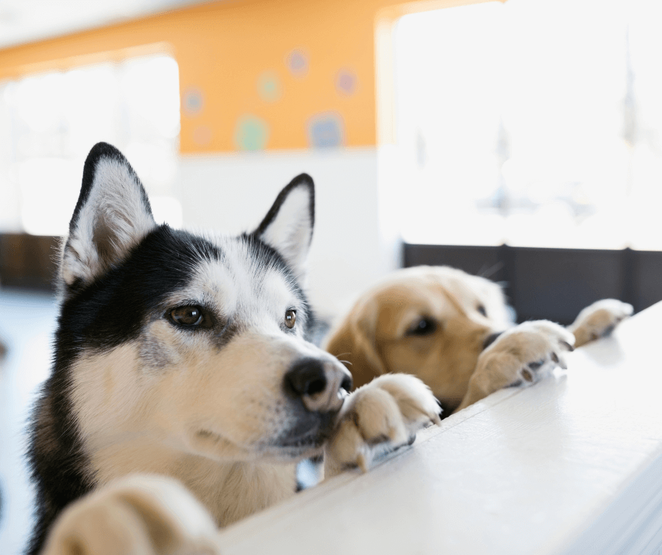 What Businesses Are in High Demand - Pet Care